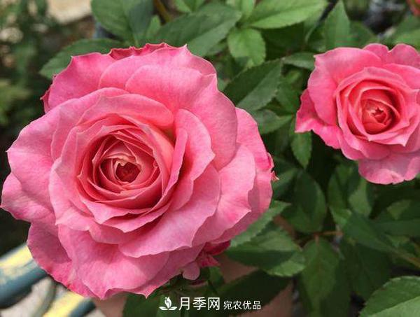 推荐适合夏天养的5种月季花,花量大,不怕晒(图4) 推荐适合夏天养的5种月季花,花量大不怕晒(图4)