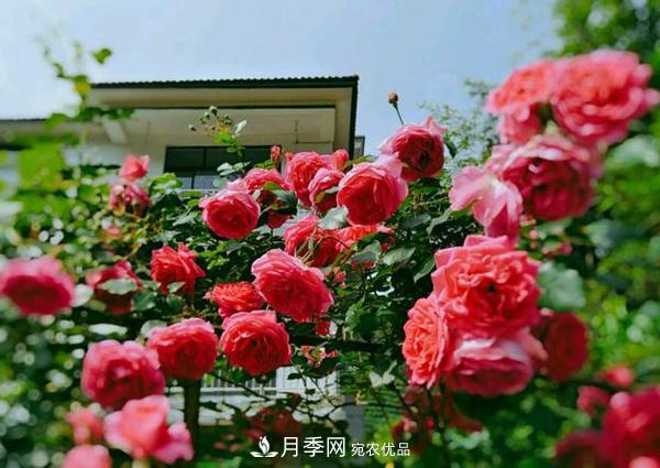 月季拱门很漂亮，用大游行藤本月季月品种制作很适合(图1)