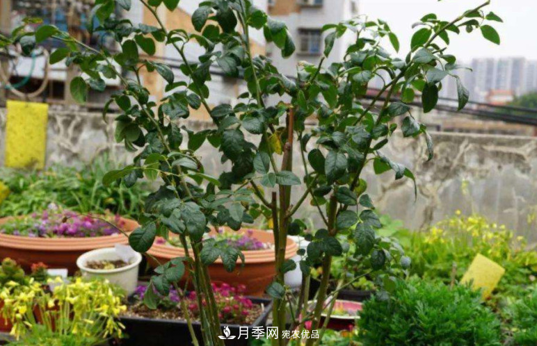 夏天月季花小又不香，5种情况看一看，您家属于哪一种？(图3)