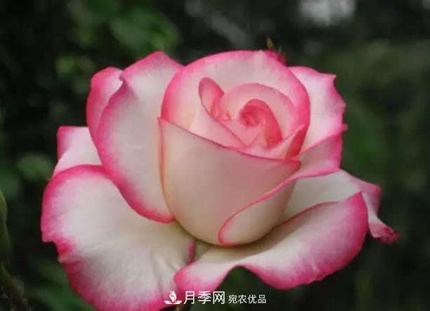 夏天月季扦插技巧，提高你的成活率(图1)