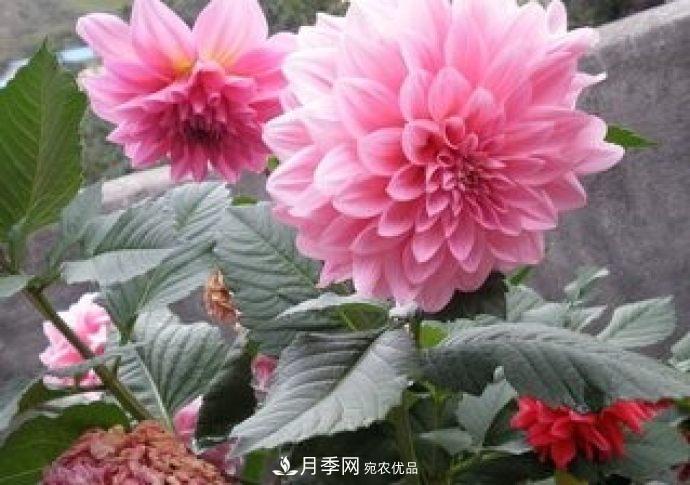 甘肃省种植月季花也能年入800万？生意经全在这(图1)