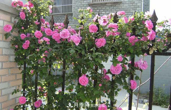 月季网宝典，藤本月季养殖养护方法(图1)