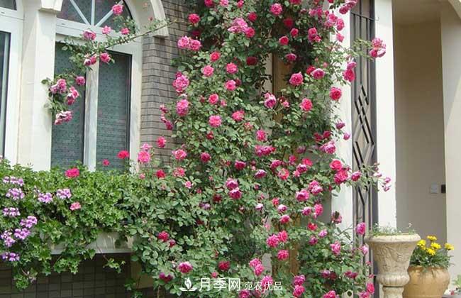月季网宝典，藤本月季养殖养护方法(图2)