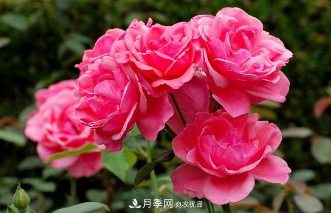 丰花月季有哪些经典品种？(图1)