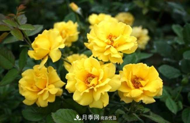 丰花月季有哪些经典品种？(图3)
