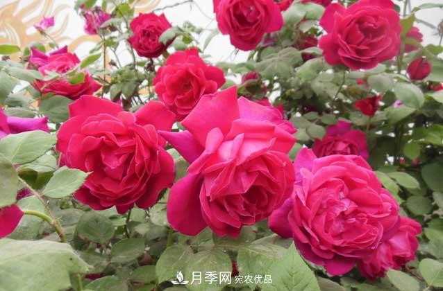 月季网宝典，盆栽月季养护知识大全(图2)