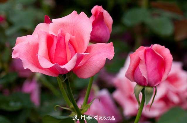月季网宝典，盆栽月季养护知识大全(图3)