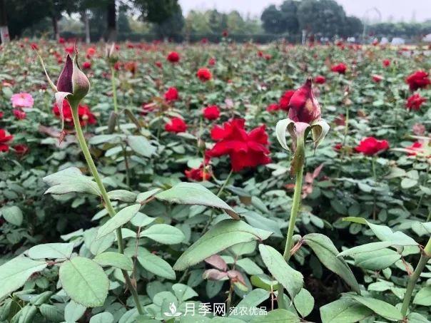 四川成都高颜值大花月季上街啦！(图2)