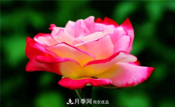 立秋以后，养月季记住3个“口诀”再迎绽放期(图2)