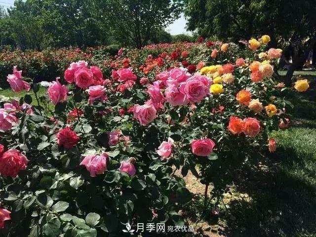 蒋恩钿带领中国月季走向世界，被称为月季夫人(图3)