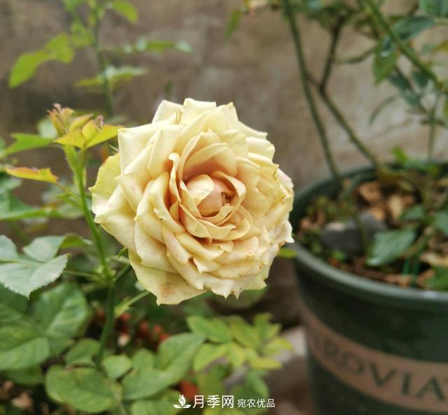 月季横拉一个月了，就是不出粗笋，怎么办？(图1)