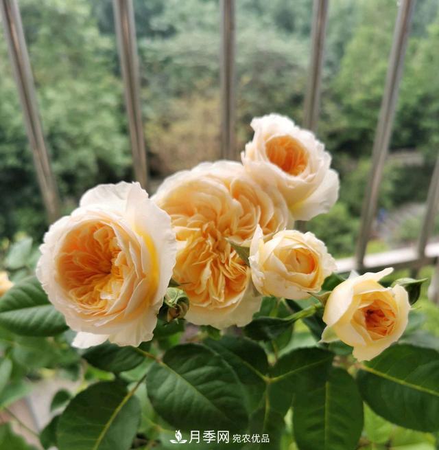 月季横拉一个月了，就是不出粗笋，怎么办？(图5)