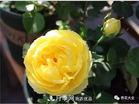 花期最长的10种月季，种一棵赏大半年(图3)