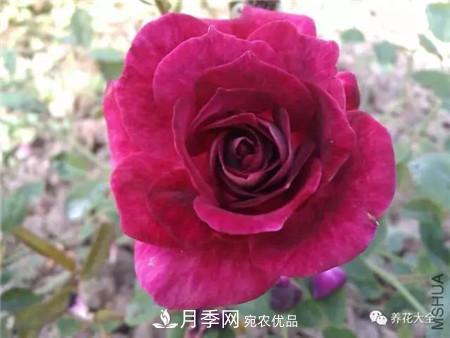 花期最长的10种月季，种一棵赏大半年(图9)