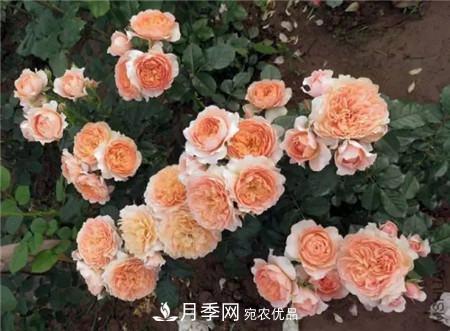 花期最长的10种月季，种一棵赏大半年(图18)