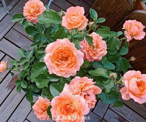 立秋后盆栽月季想要9、10月正常开花，注意此4点(图1)