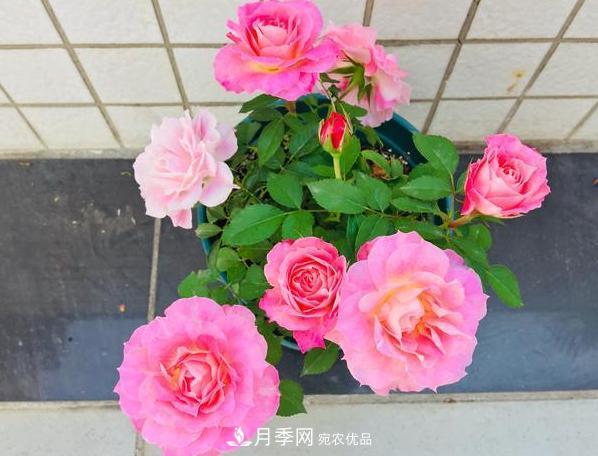 立秋后盆栽月季想要9、10月正常开花，注意此4点(图4)
