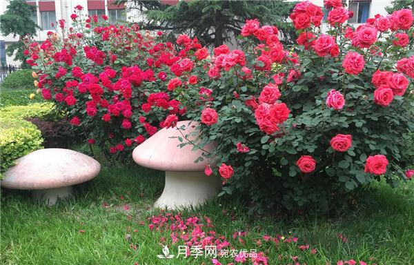 河南商丘市万株月季花成为网红打卡地(图2)