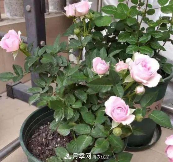 月季满树花苞该不该剪掉？认清“2点”，开花又大又漂亮(图2)