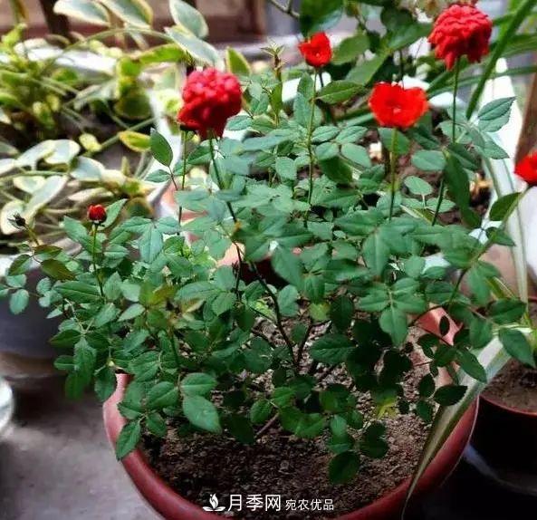 月季满树花苞该不该剪掉？认清“2点”，开花又大又漂亮(图5)