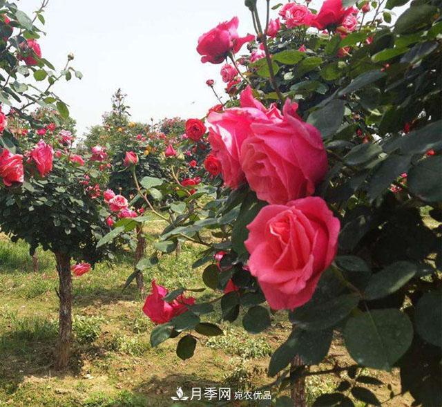 南阳月季嫁接树干上，花量暴增，长成&amp;quot;月季树&amp;quot;(图1)