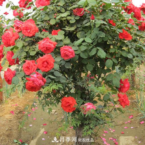 红龙月季业可以培育月季树(图2)