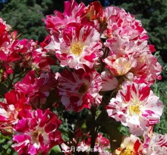 3种“最香月季花”，个个香气四溢，惊艳四座，年年开花(图3)