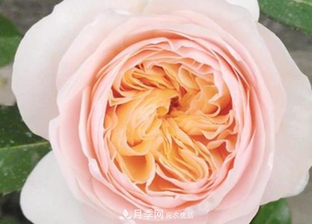 新手养月季须知的“四大点”，熟练掌握，才能轻松养爆盆(图5)