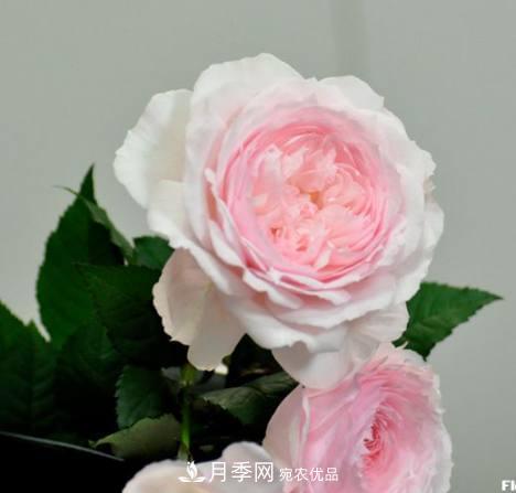 月季品种这么多，就属这7种香味最好闻(图4)