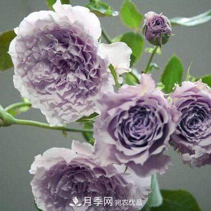 月季品种这么多，就属这7种香味最好闻(图3)