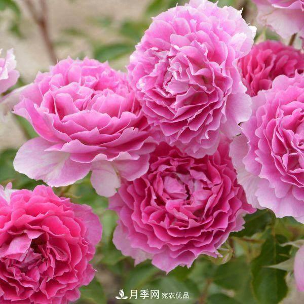 月季品种这么多，就属这7种香味最好闻(图6)