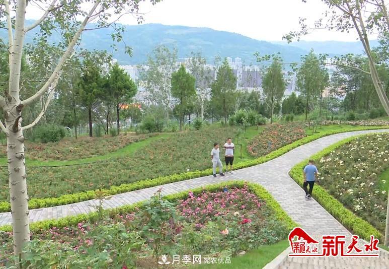 甘肃天水北山月季生态园，打开月季花海(图1)