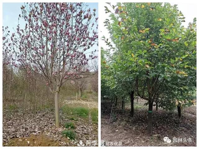 南阳南召：玉兰月季等优势乡土花木行情喜人(图3)