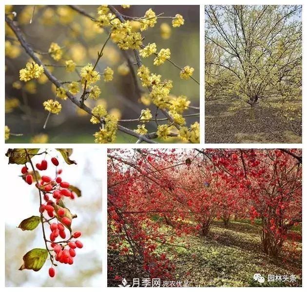 南阳南召：玉兰月季等优势乡土花木行情喜人(图7)