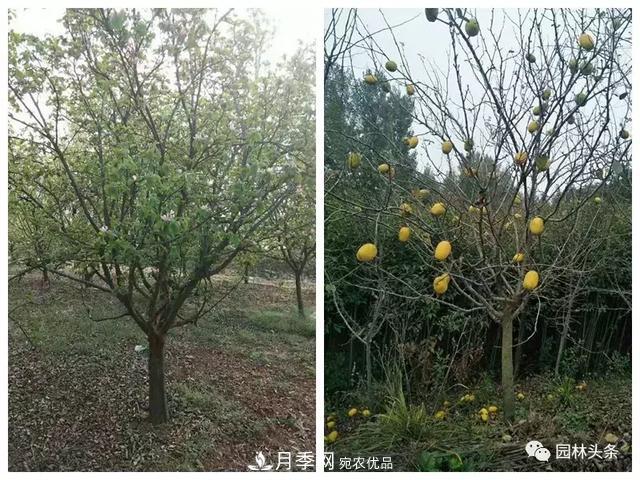 南阳南召：玉兰月季等优势乡土花木行情喜人(图6)