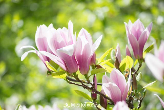 玉兰不好养？避免这4个问题，植株生长旺盛，枝繁叶茂开花多(图3)