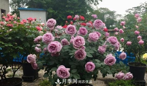 养月季，浇水很关键，学会这2个“窍门”，枝繁叶茂花满枝！(图2)