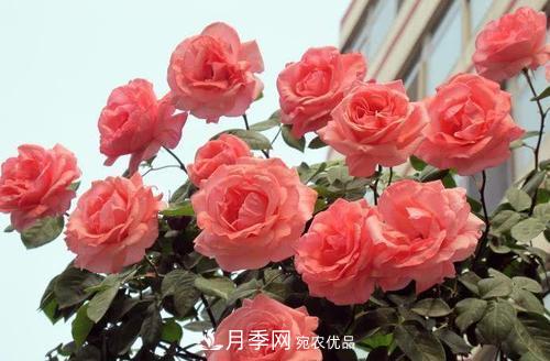 月季花长花苞后，及时给它施一种肥，不然影响正常开花(图3)