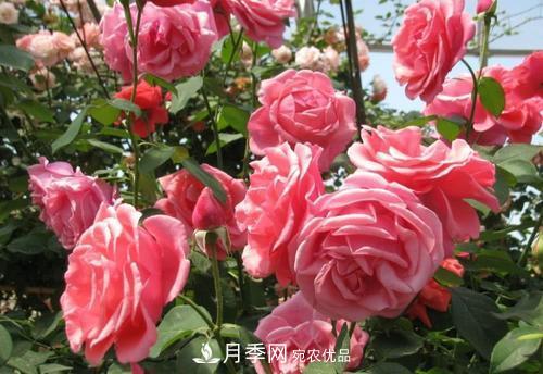 月季花长花苞后，及时给它施一种肥，不然影响正常开花(图1)