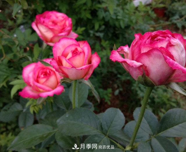 盆栽月季难养？掌握这3点，盆栽比地栽月季还好养！(图3)