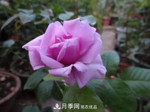 5种适合种在阳台的月季，生病几率小，开花有特色(图8)