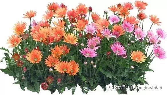 苗木必备基本常识手册(图18)