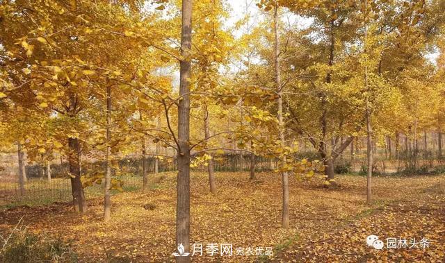 这些苗木价格最贵，市场潜力大，未来可以继续发展！(图2)