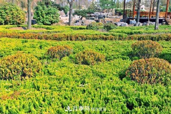 这些苗木价格最贵，市场潜力大，未来可以继续发展！(图6)