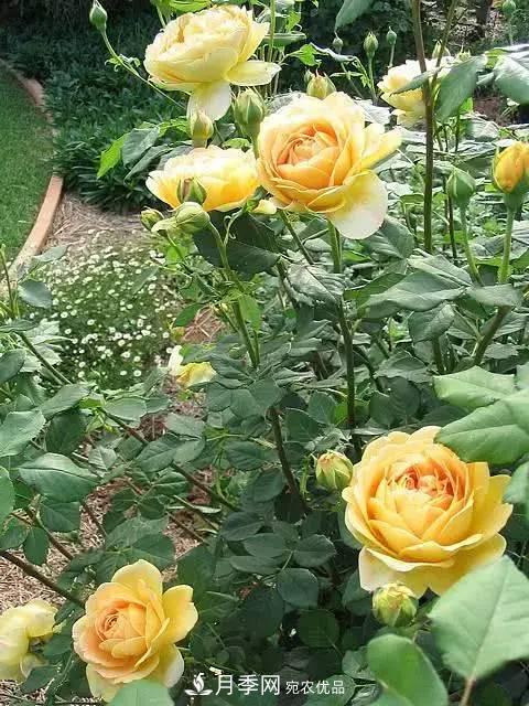 新扦插成活的月季就开了一朵花,需不需要剪掉?(图1) 新扦插成活的月季就开了一朵花,需不需要剪掉?(图1)