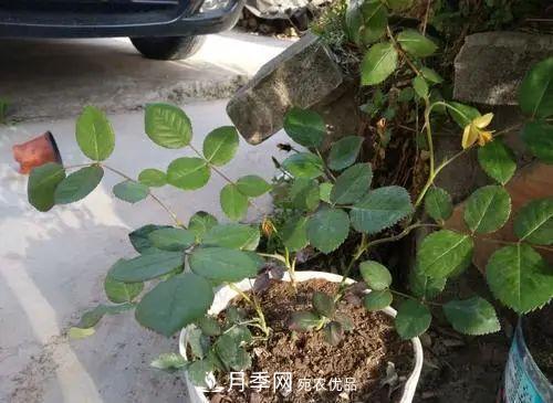 月季小苗想要长壮，学会这几招，快速成大苗！(图2)