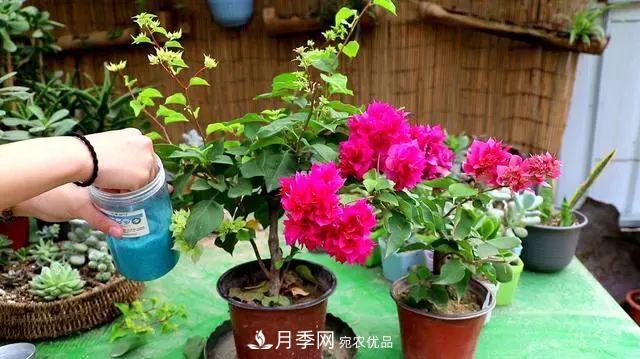 磷酸二氢钾月季促花“效果不好”？可能是用错了，快看看正确的方法(图3)