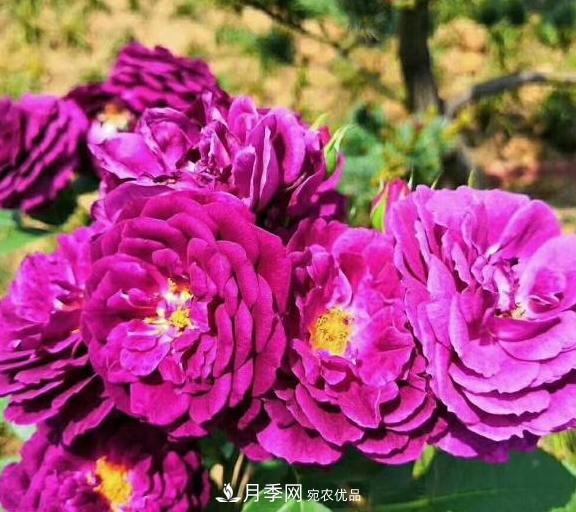 南阳世界月季大观园：只爱园中月季美，不羡他乡百花艳(图4)