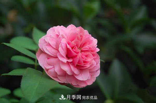 达芬奇“粉色月季”令人惊艳，生长快开花重瓣，开花太美(图1)