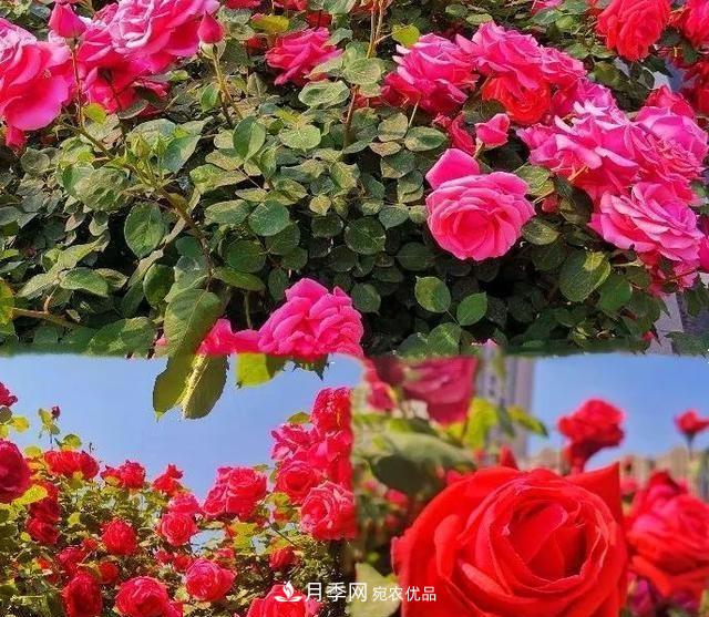 山东济南历城区唐冶西路的树状月季花海“美如艳”(图2)